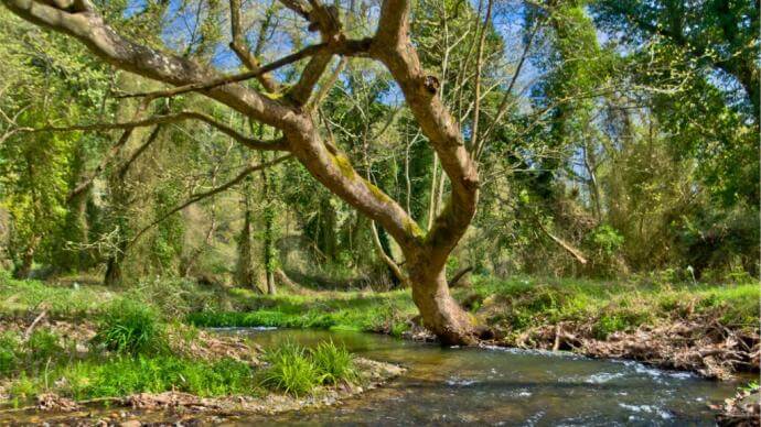 Ρυάκι και δέντρα
